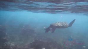 Mi Ha swims with the turtles, and sucks your cock in public.